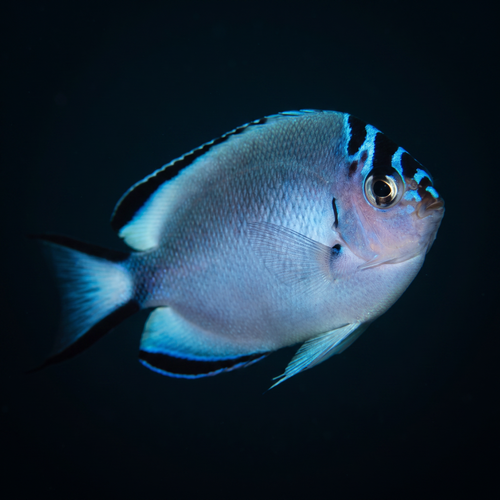 Watanabei Angelfish - Female