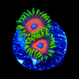 Whammin Watermelon Zoanthids Coral