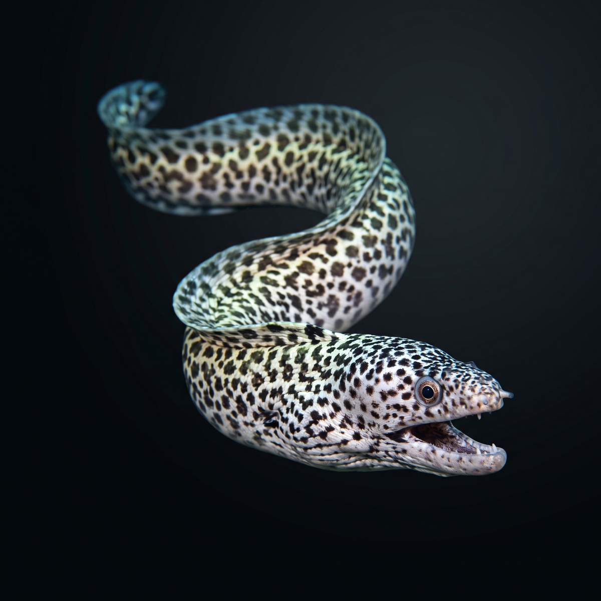 White Spotted Moray Eel - Brazil