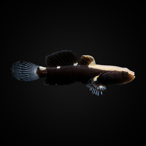 White Cap Goby - Lotilia graciliosa