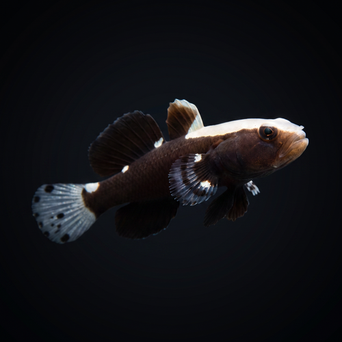 White Cap Goby
