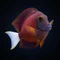 White Tail Bristletooth Tang
