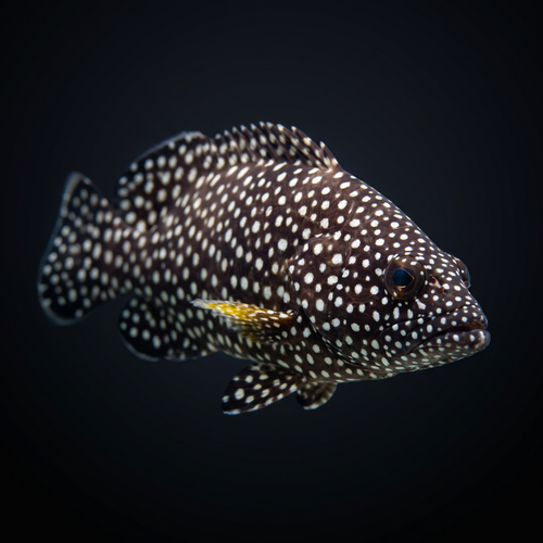 Whitespotted Grouper