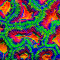 TSA Wonder Watermelon Acan Coral
