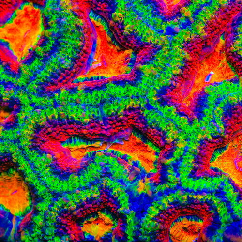 TSA Wonder Watermelon Acan Coral