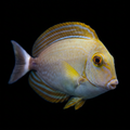 Xanthopterus Tang