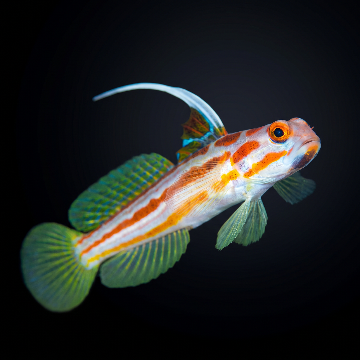 Yasha Goby saltwater fish care guide
