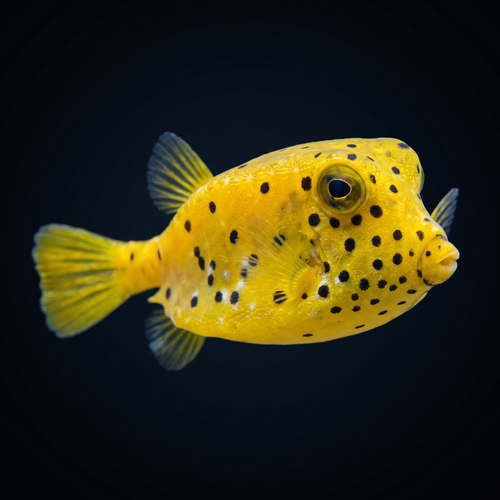 Yellow Cubicus Boxfish