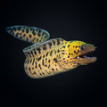 Yellow Head Moray Eel