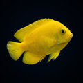Yellow Angelfish - Centropyge heraldi
