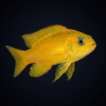 Yellow Assessor - Aussie