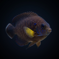 Pygmy Yellowfin Angelfish - Centropyge flavopectoralis