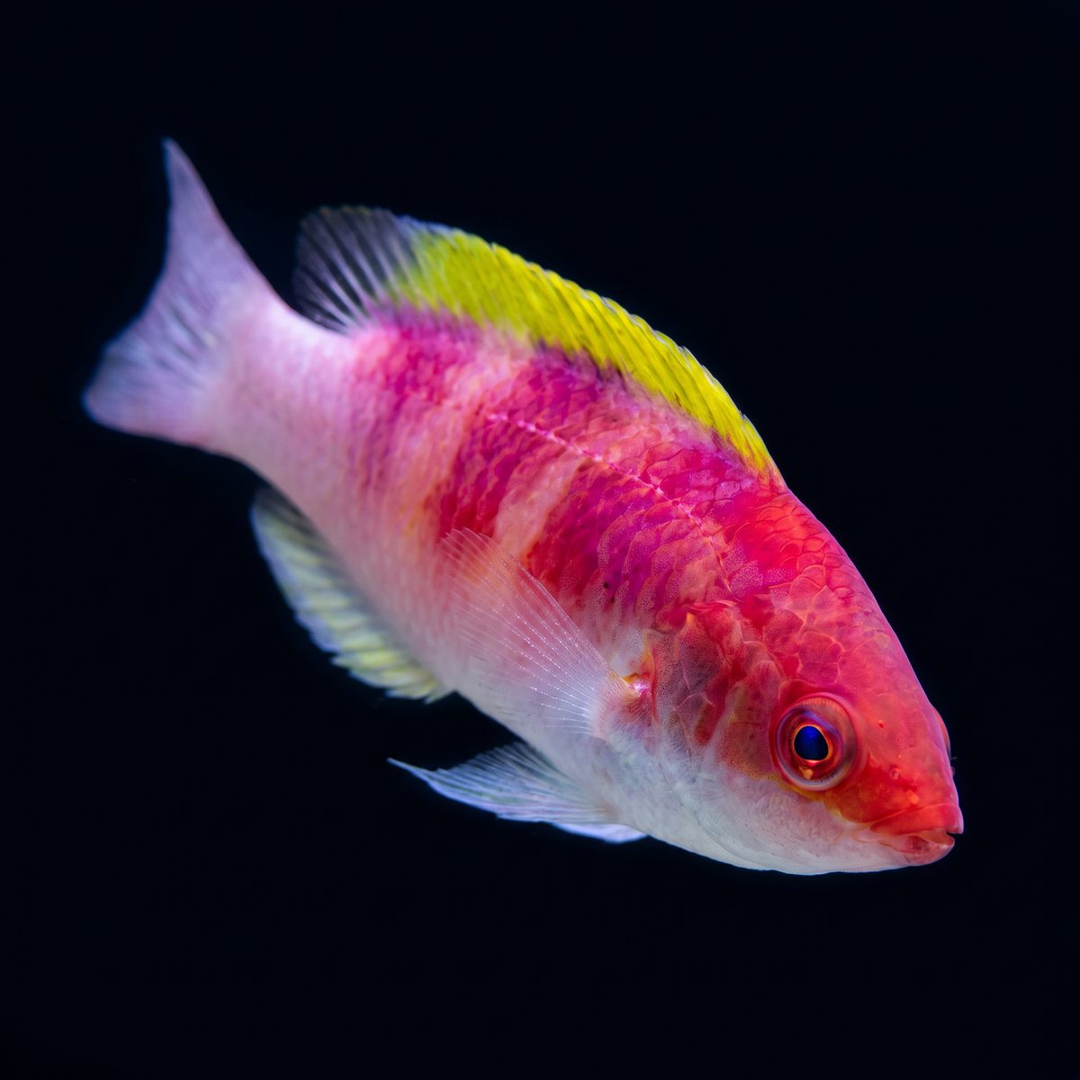 Yellow Fin Fairy Wrasse saltwater fish care guide