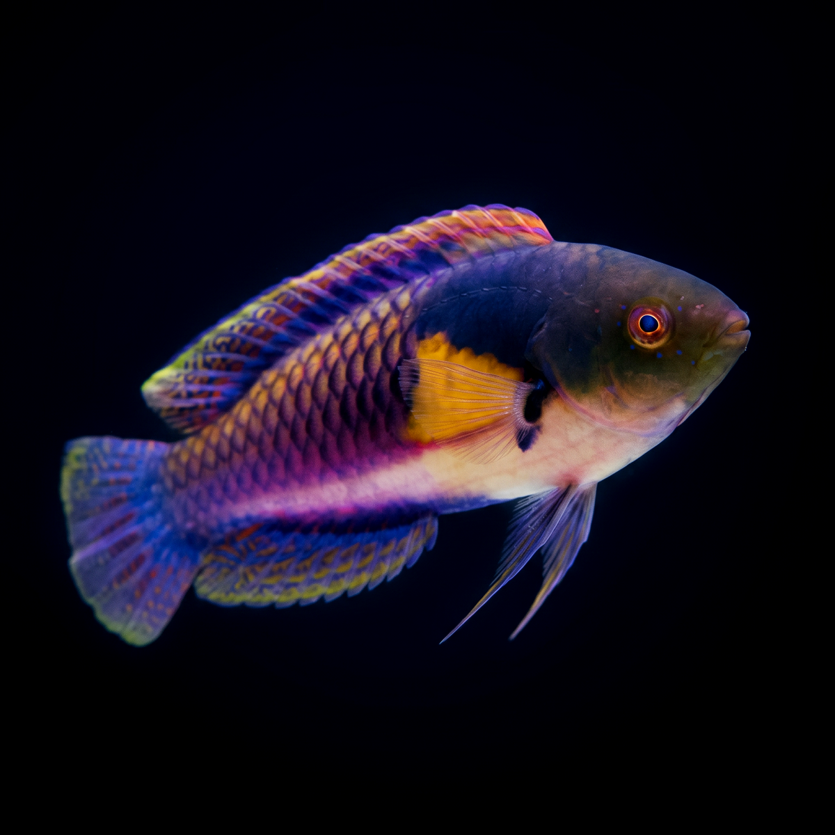 Yellow-Flanked Fairy Wrasse saltwater fish care guide
