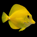 Captive-Bred Yellow Tang