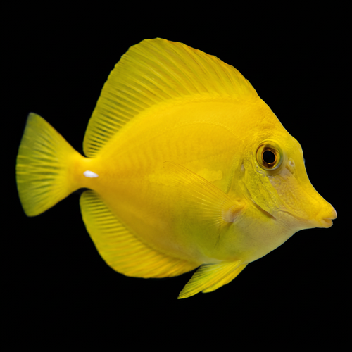 Captive-Bred Yellow Tang - Zebrasoma flavescens
