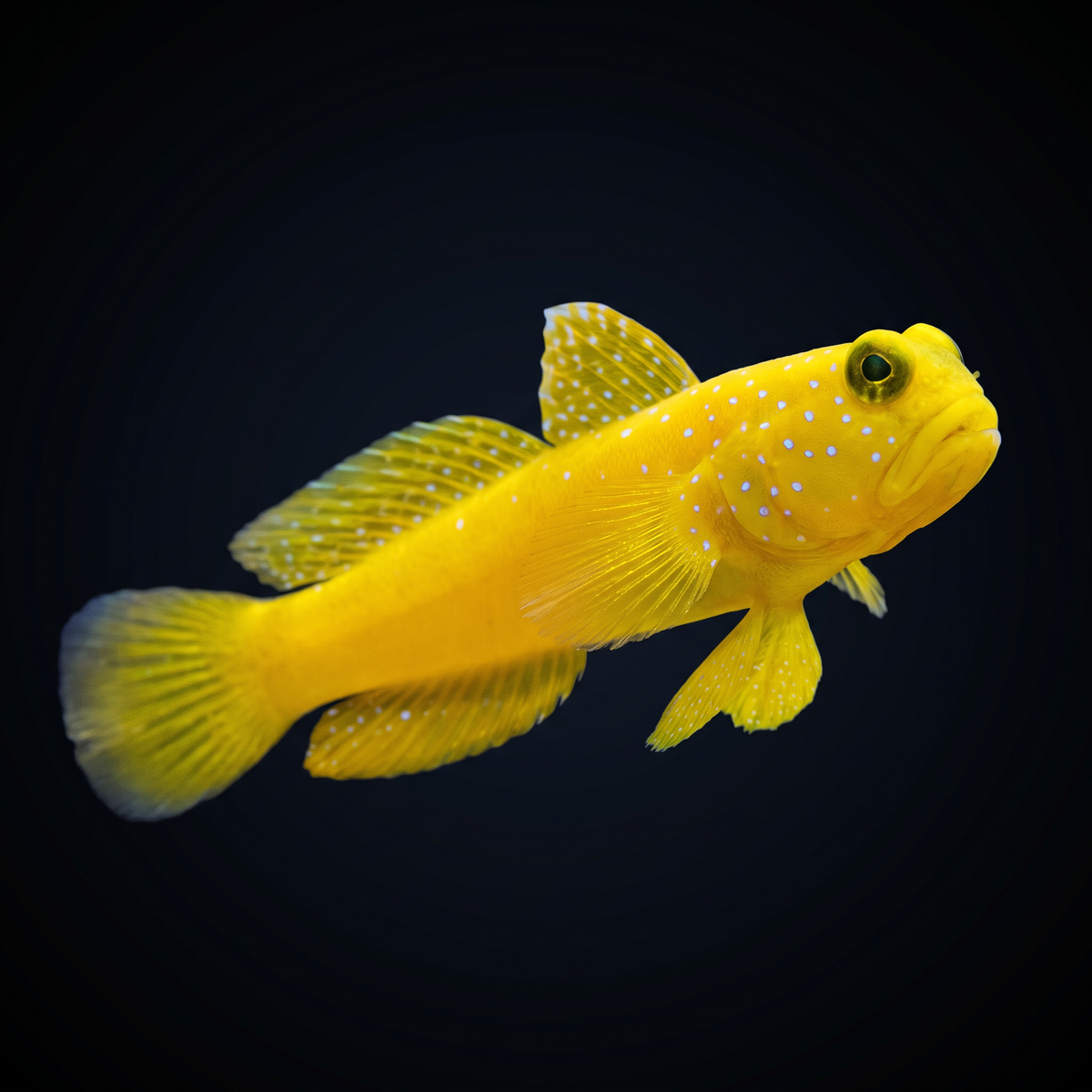 Yellow Watchman Goby saltwater fish care guide