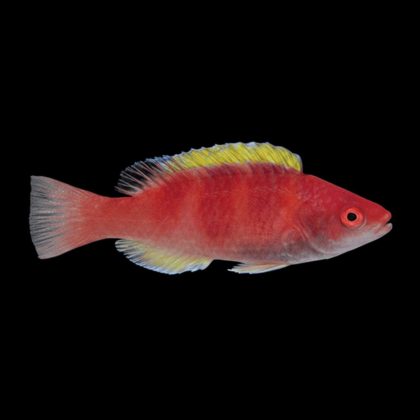 Yellow-Flanked Fairy Wrasse saltwater fish care guide