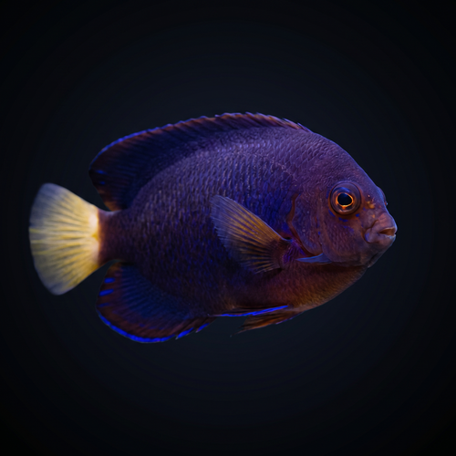 Pygmy Yellowtail Angelfish