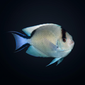 Zebra Lyretail Angelfish - Female - Genicanthus caudovittatus