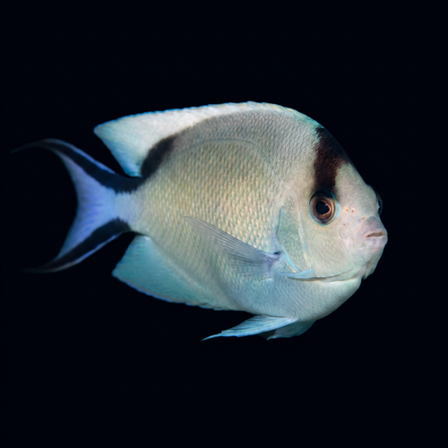 Zebra Lyretail Angelfish - Female - Red Sea
