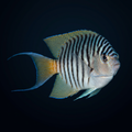 Zebra Lyretail Angelfish - Male - Maldives - Genicanthus caudovittatus