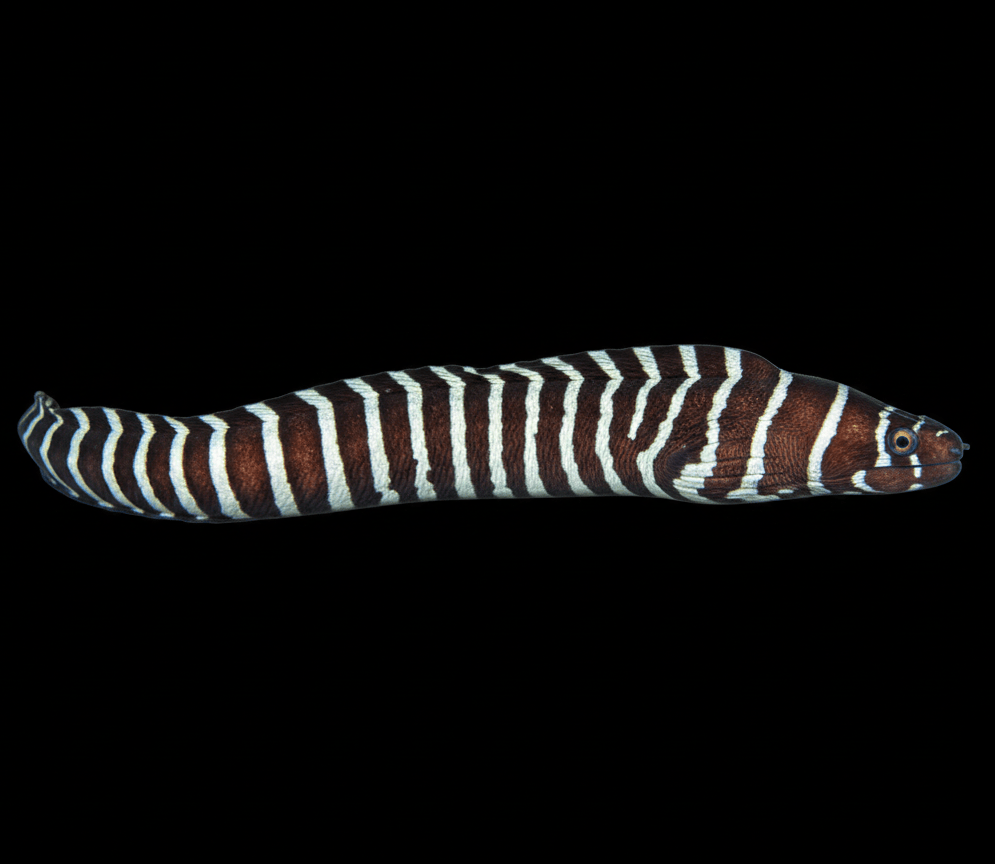 Zebra Moray Eel