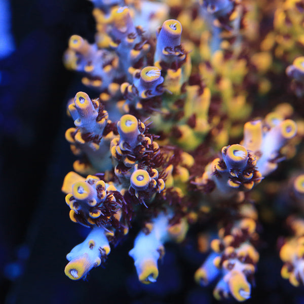 WWC Afterparty Acropora Coral