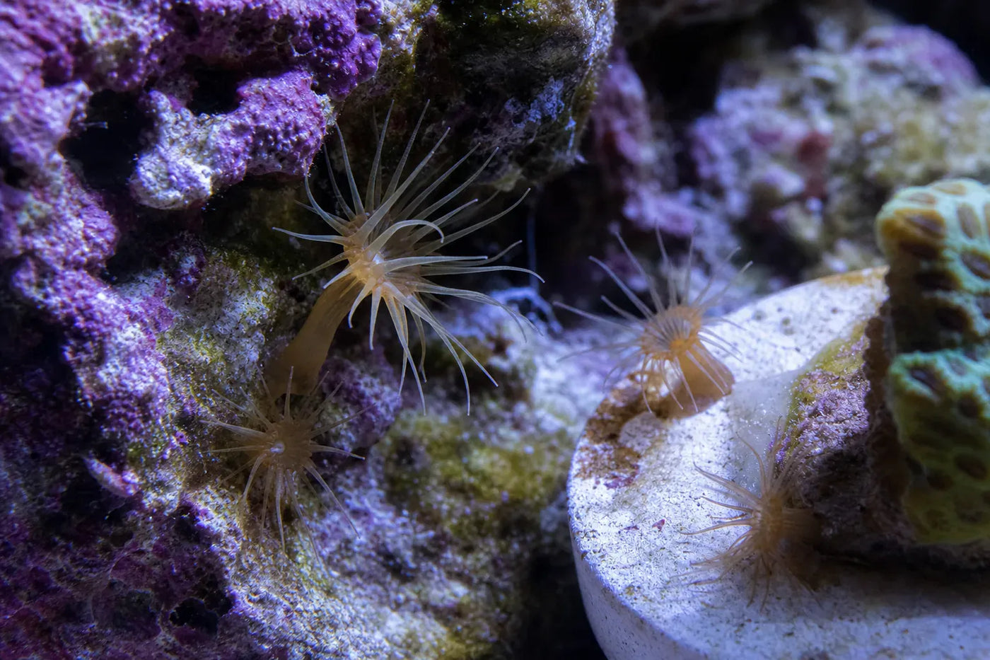 Aiptasia reef pest identification image