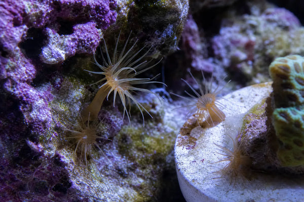 Aiptasia reef pest identification image