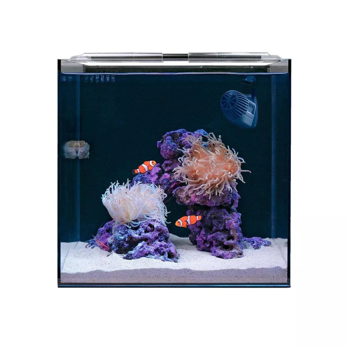 Clownfish & Anemone Aquarium Kit - Hello Reef