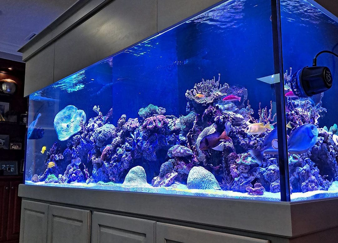 Custom reef aquarium installation by Top Shelf Aquatics in Orlando