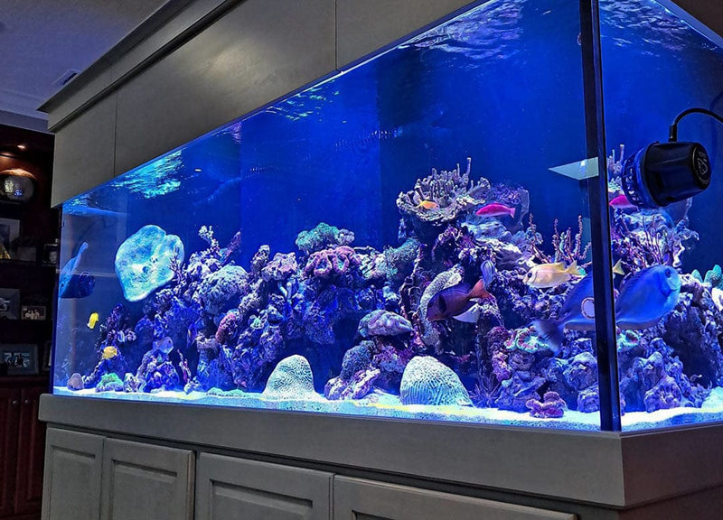 Aquarium Installations Top Shelf Aquatics