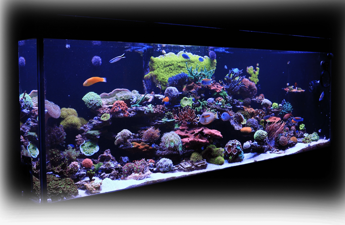 Top Shelf Aquatics technician performing aquarium maintenance in Central Florida