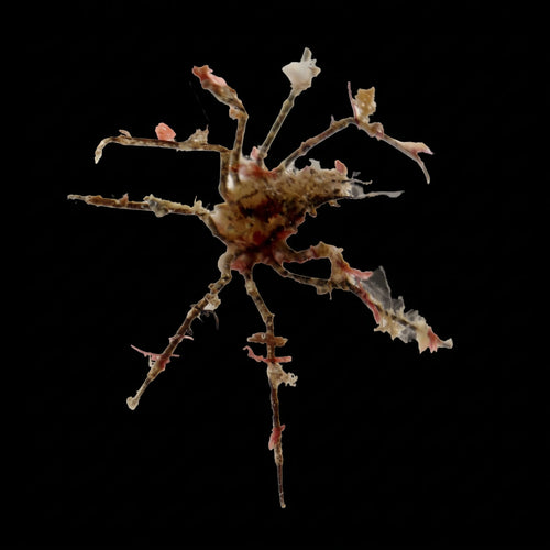 Arrow Decorator Crab