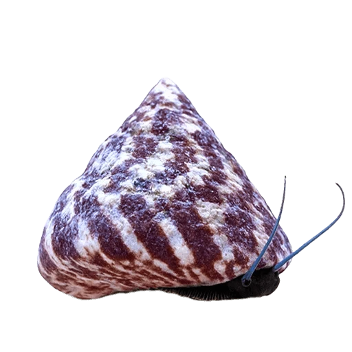 Saltwater Invertebrate Guide: Clean-Up Crew, Snails, Crabs, Shrimp & Stars
