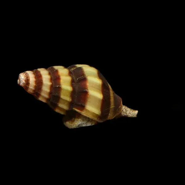 29:Snail Assassin -