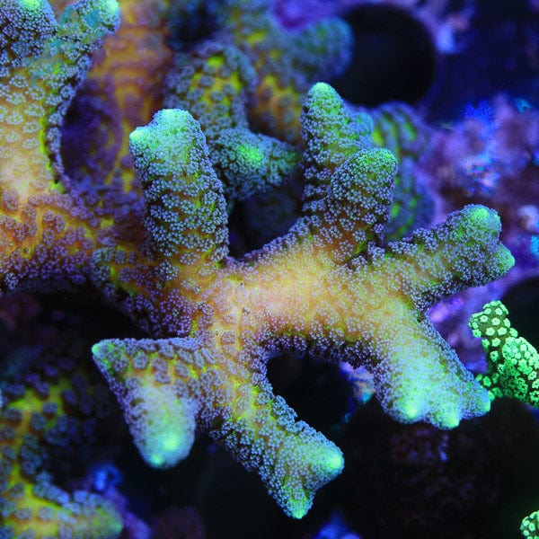 ORA Bird of Paradise Birdsnest Coral – Top Shelf Aquatics
