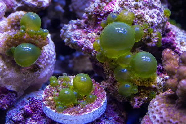 Bubble Algae reef pest identification image