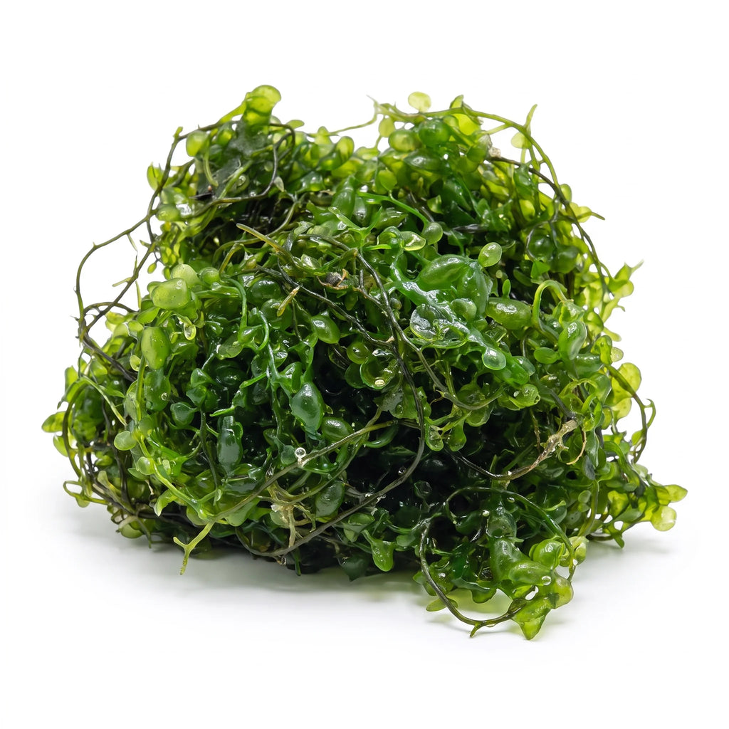 Caulerpa Racemosa Macroalgae - Reef Genetics