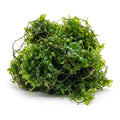 Caulerpa Racemosa Macroalgae - Reef Genetics