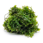 Caulerpa Racemosa Macroalgae - Reef Genetics