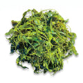 Caulerpa Prolifera Macroalgae - Reef Genetics