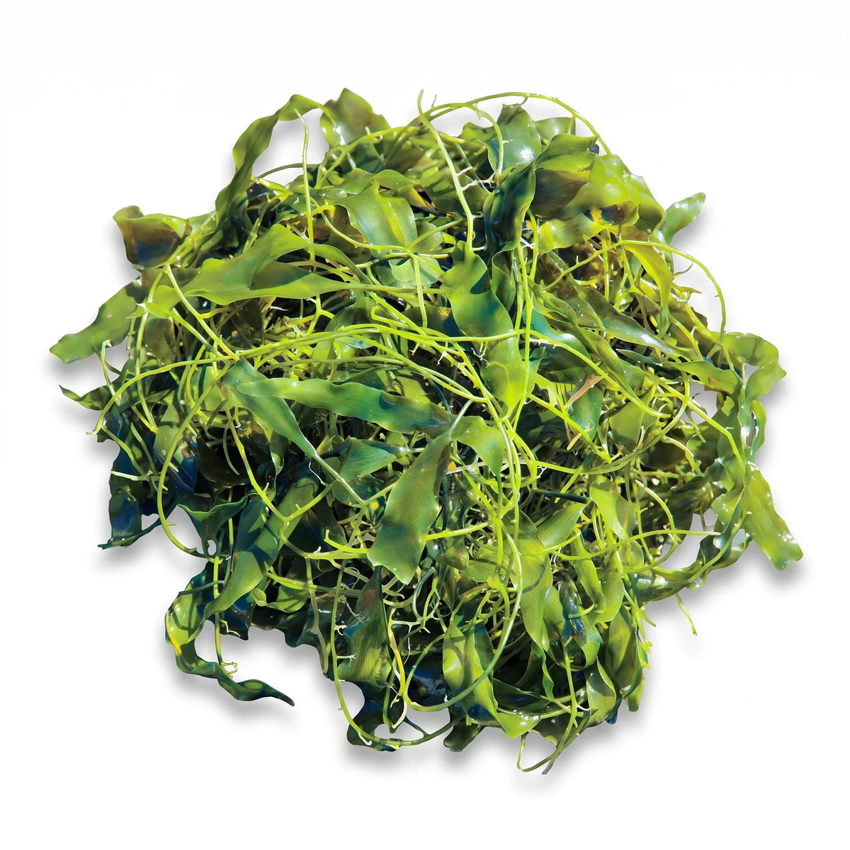 Caulerpa Prolifera Macroalgae - Reef Genetics