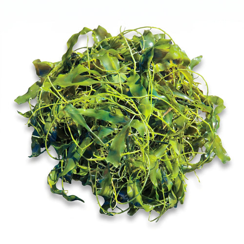 Caulerpa Prolifera Macroalgae - Reef Genetics