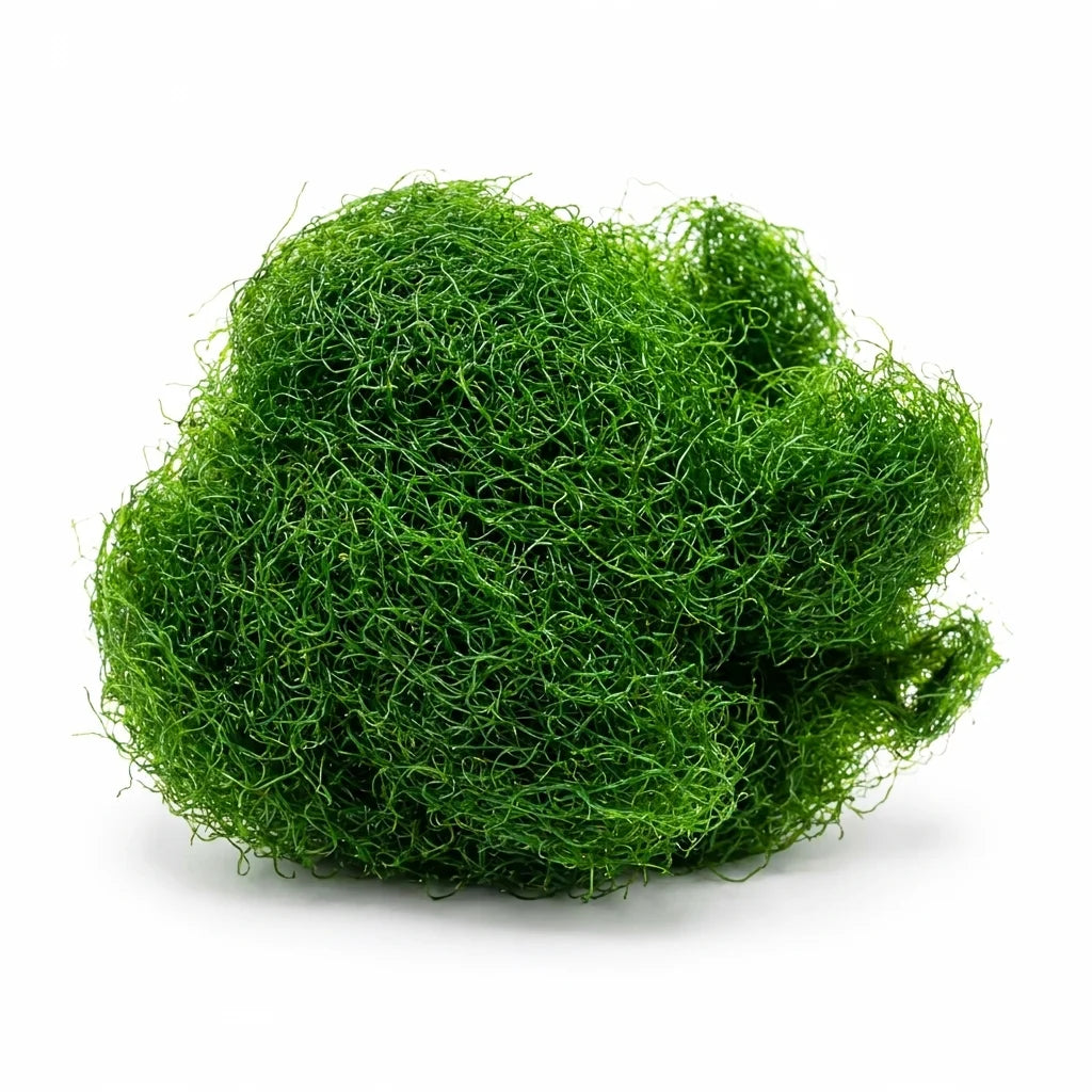 Chaetomorpha Macroalgae - Reef Geneitcs