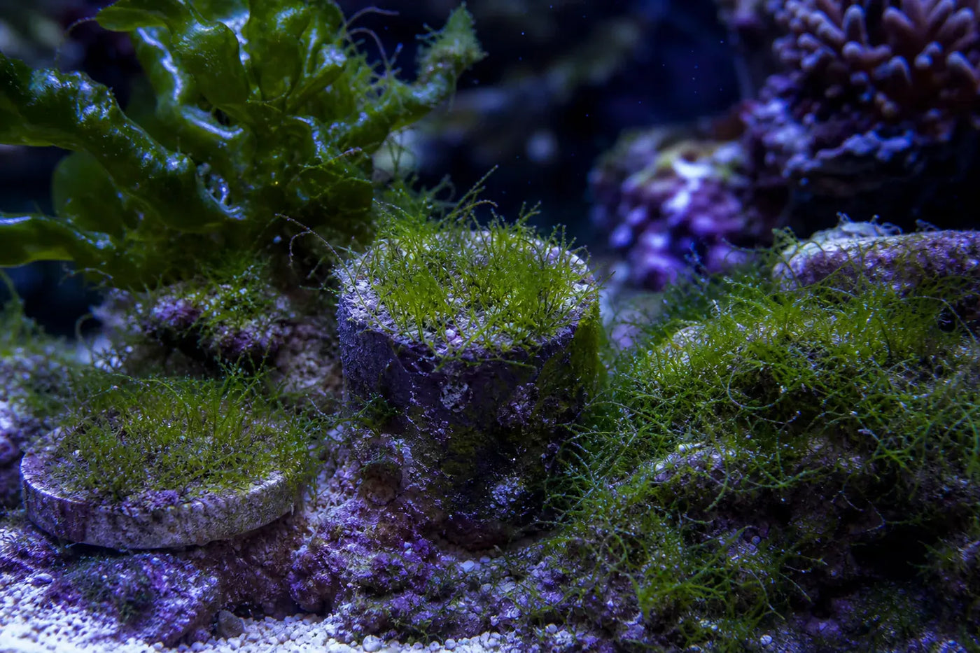 Cladophora algea reef pest identification image