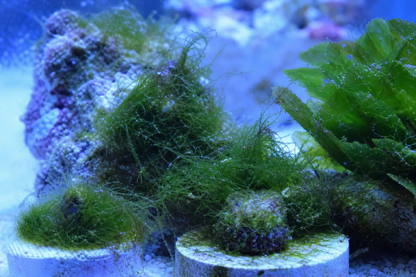 Cladophoropsis algea reef pest identification image