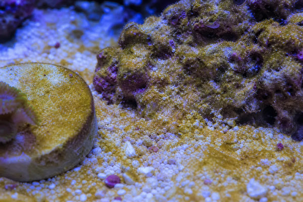 Crysophytes algea reef pest identification image