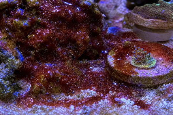 Cyanobacteria reef pest identification image